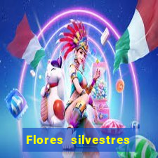 Flores silvestres brasileiras 25